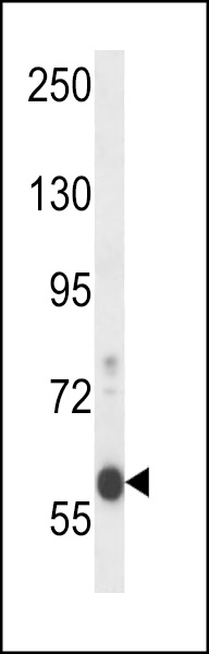 EFCB7 Antibody (C-term) (Cat. #AP14097b) western blot analysis in mouse Neuro-2a cell line lysates (35ug/lane).This demonstrates the EFCB7 antibody detected the EFCB7 protein (arrow).