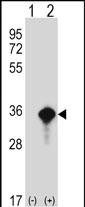 Western blot analysis of AES (arrow) using rabbit polyclonal AES Antibody (C-term) (Cat. #AP14115b). 293 cell lysates (2 ug/lane) either nontransfected (Lane 1) or transiently transfected (Lane 2) with the AES gene.