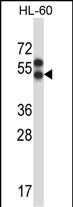 APLNR Antibody (Center) (Cat. #AP14123c) western blot analysis in HL-60 cell line lysates (35ug/lane).This demonstrates the APLNR antibody detected the APLNR protein (arrow).