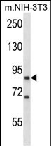 WB - Mouse Ksr1 Antibody (C-term) AP14150B