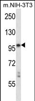 WB - Mouse Ltk Antibody (C-term) AP14152B