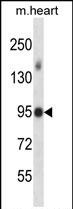 WB - Mouse Mlk4 Antibody (Center) AP14157c