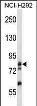 ADD3 Antibody (C-term) (Cat. #AP14227b) western blot analysis in NCI-H292 cell line lysates (35ug/lane).This demonstrates the ADD3 antibody detected the ADD3 protein (arrow).