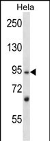 L3MBTL2 Antibody (C-term) (Cat. #AP14235b) western blot analysis in Hela cell line lysates (35ug/lane).This demonstrates the L3MBTL2 antibody detected the L3MBTL2 protein (arrow).