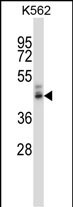 PPYR1 Antibody (N-term) (Cat. #AP14238a) western blot analysis in K562 cell line lysates (35ug/lane).This demonstrates the PPYR1 antibody detected the PPYR1 protein (arrow).