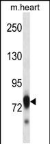 WB - Mouse Scyl3 Antibody (C-term) AP14252b