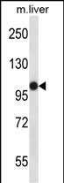 WB - Mouse Mastl Antibody (Center) AP14289c