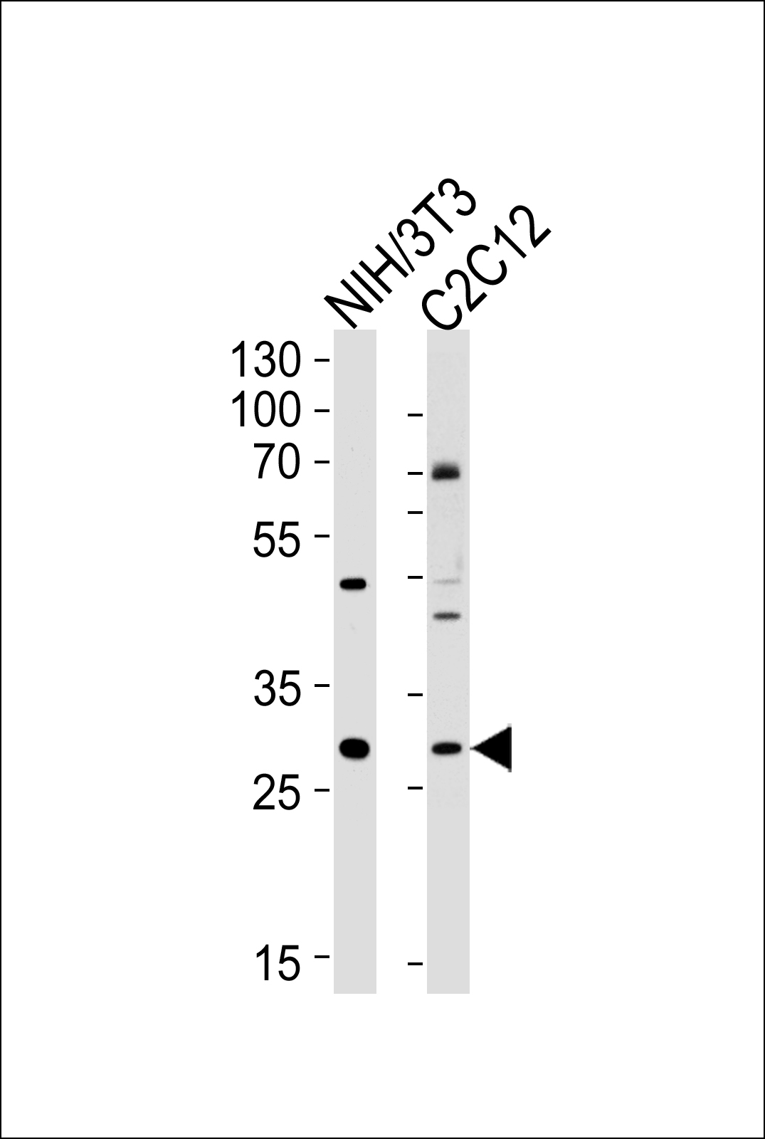 WB - Mouse Hoxc9 Antibody (Center) AP14290c