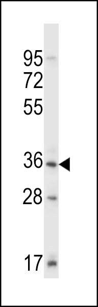 WB - Mouse Sgk110 Antibody (C-term) AP14295b