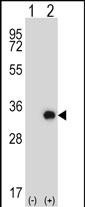 WB - Mouse Tssk6 Antibody (C-term) AP14301b