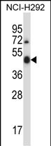 WB - Mouse Ulk3 Antibody (Center) AP14304c