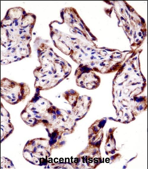 IHC-P - TEAD3 Antibody (N-term) AP14305a