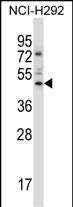 WB - TEAD3 Antibody (N-term) AP14305a