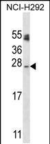 APG10L Antibody (C-term S116) (Cat. #AP14315c) western blot analysis in NCI-H292 cell line lysates (35ug/lane).This demonstrates the APG10L antibody detected the APG10L protein (arrow).