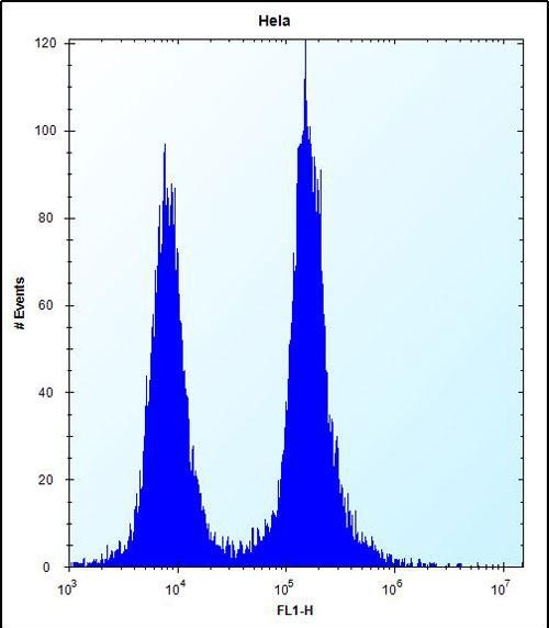 FC - DEFB112 Antibody (N-term) AP14332a
