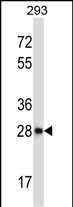CTDSP2 Antibody (N-term) (Cat. #AP14394a) western blot analysis in 293 cell line lysates (35ug/lane).This demonstrates the CTDSP2 antibody detected the CTDSP2 protein (arrow).