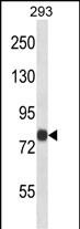ACSL4 Antibody (N-term) (Cat. #AP14406a) western blot analysis in 293 cell line lysates (35ug/lane).This demonstrates the ACSL4 antibody detected the ACSL4 protein (arrow).