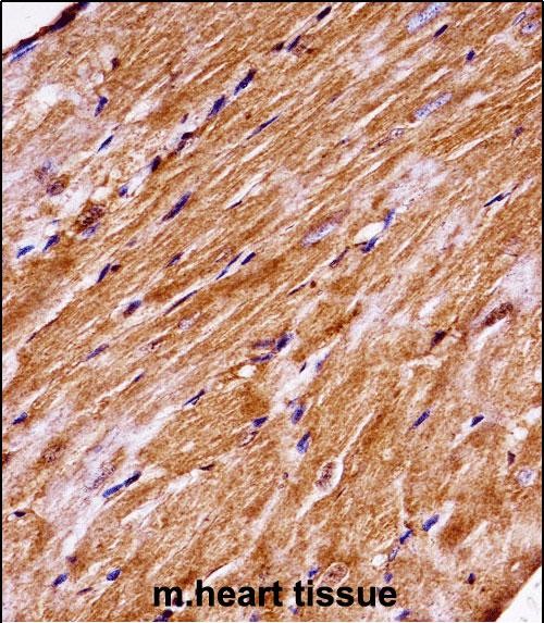 IHC-P - Mouse Map4k3 Antibody (Center) AP14443C