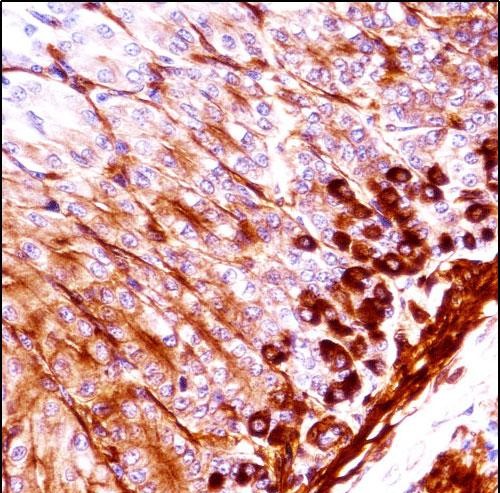 IHC-P - Mouse Nek5 Antibody (C-term) AP14449b