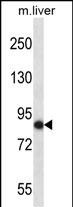 WB - Mouse Nek5 Antibody (C-term) AP14449b