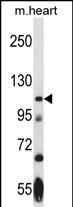WB - Mouse Nek9 Antibody (Center) AP14450c