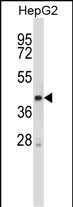 WB - Mouse Stk25 Antibody (C-term) AP14468b