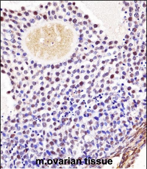 IHC-P - Mouse Wee2 Antibody (Center) AP14472c
