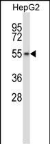 WB - Mouse Wee2 Antibody (Center) AP14472c