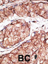 IHC-P - M TLR5 Antibody (N-term) AP1505a