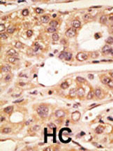 IHC-P - Mouse TLR5 Antibody (C-term) AP1505b
