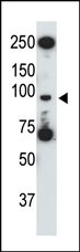 WB - Mouse TLR5 Antibody (C-term) AP1505b