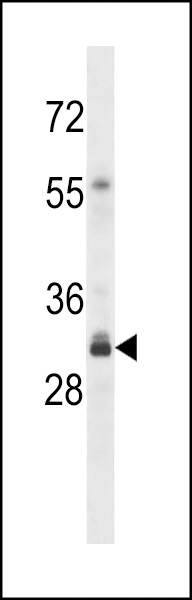WB - OR4F16 Antibody (N-term) AP14481a