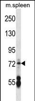 WB - CNGA2 Antibody (N-term) AP14486a