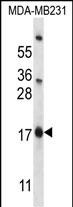 PHLDA2 Antibody (C-term) (Cat. #AP14504b) western blot analysis in MDA-MB231 cell line lysates (35ug/lane).This demonstrates the PHLDA2 antibody detected the PHLDA2 protein (arrow).