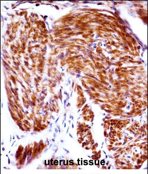 IHC-P - PAEP Antibody (Center) AP14580c