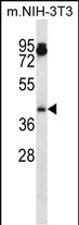 Mouse Aurka Antibody (N-term) (Cat. #AP14609a) western blot analysis in mouse NIH-3T3 cell line lysates (35ug/lane).This demonstrates the Aurka antibody detected the Aurka protein (arrow).