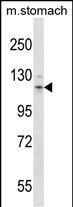 WB - Mouse Flt3 Antibody (N-term) AP14621A