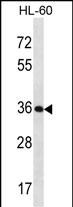 KLK9 Antibody (Center) (Cat. #AP14680c) western blot analysis in HL-60 cell line lysates (35ug/lane).This demonstrates the KLK9 antibody detected the KLK9 protein (arrow).