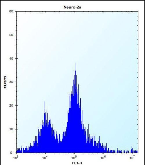 FC - Mouse Plk3 Antibody (N-term) AP14695a
