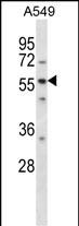 LSM14A Antibody (C-term) (Cat. #AP14733b) western blot analysis in A549 cell line lysates (35ug/lane).This demonstrates the LSM14A antibody detected the LSM14A protein (arrow).