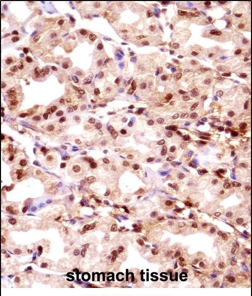 IHC-P - TMPO Antibody (N-term) AP14741a