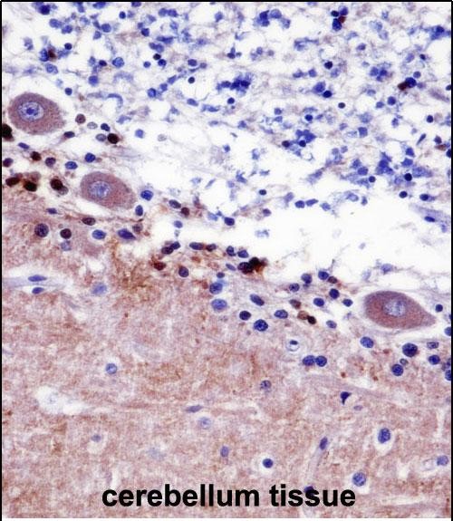 IHC-P - SEPT5 Antibody (N-term) AP14767a