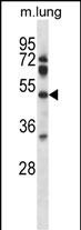 WB - Mouse Pdk4 Antibody (N-term) AP14837a