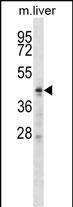 WB - ZDHHC6 Antibody (C-term) AP14848B