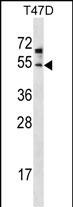 WB - ZDHHC6 Antibody (C-term) AP14848B