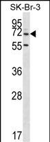 WB - ZNF398 Antibody (Center) AP14859c