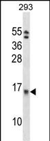 WB - EIF1B Antibody (C-term) AP14888b