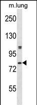 WB - Mouse Dyrk4 Antibody (C-term) AP14918B