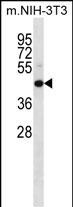 Mouse Map2k4 Antibody (C-term) (Cat. #AP14920b) western blot analysis in mouse NIH-3T3 cell line lysates (35ug/lane).This demonstrates the Map2k4 antibody detected the Map2k4 protein (arrow).