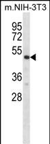 WB - Mouse Rps6kb2 Antibody (C-term) AP14928b